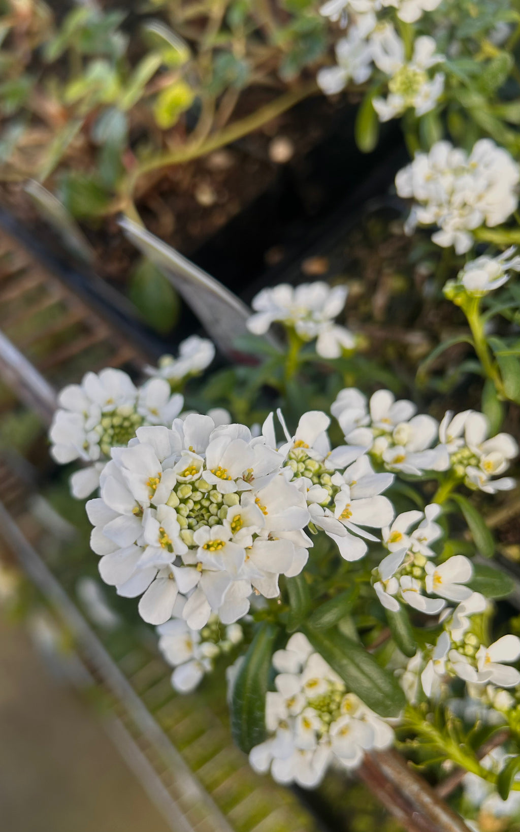 Candytuft Kit