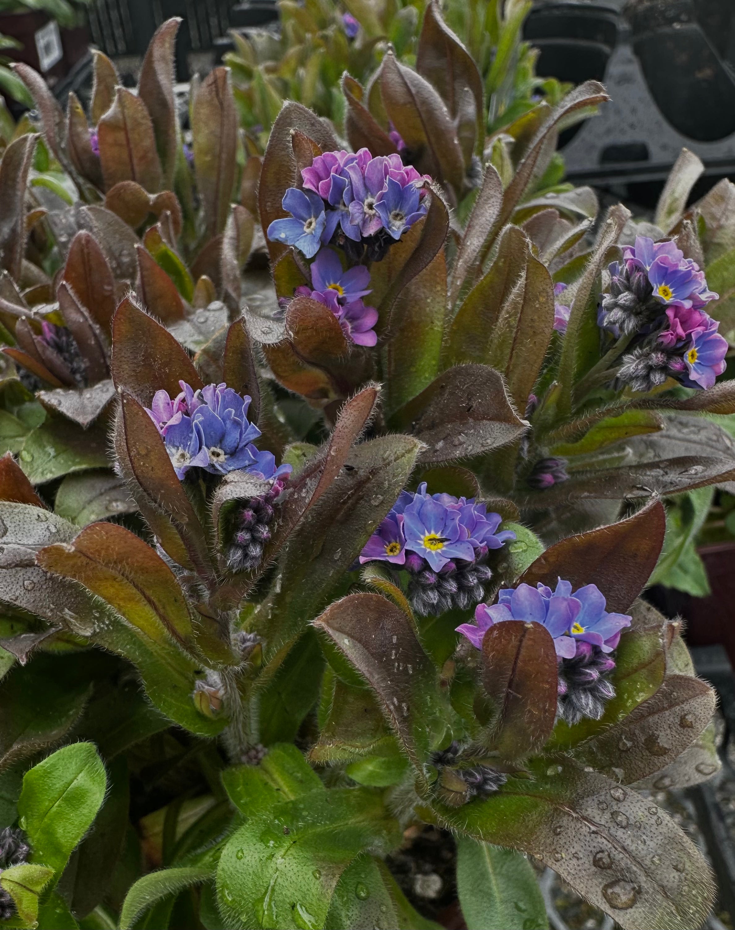 Forget Me Not Seeds