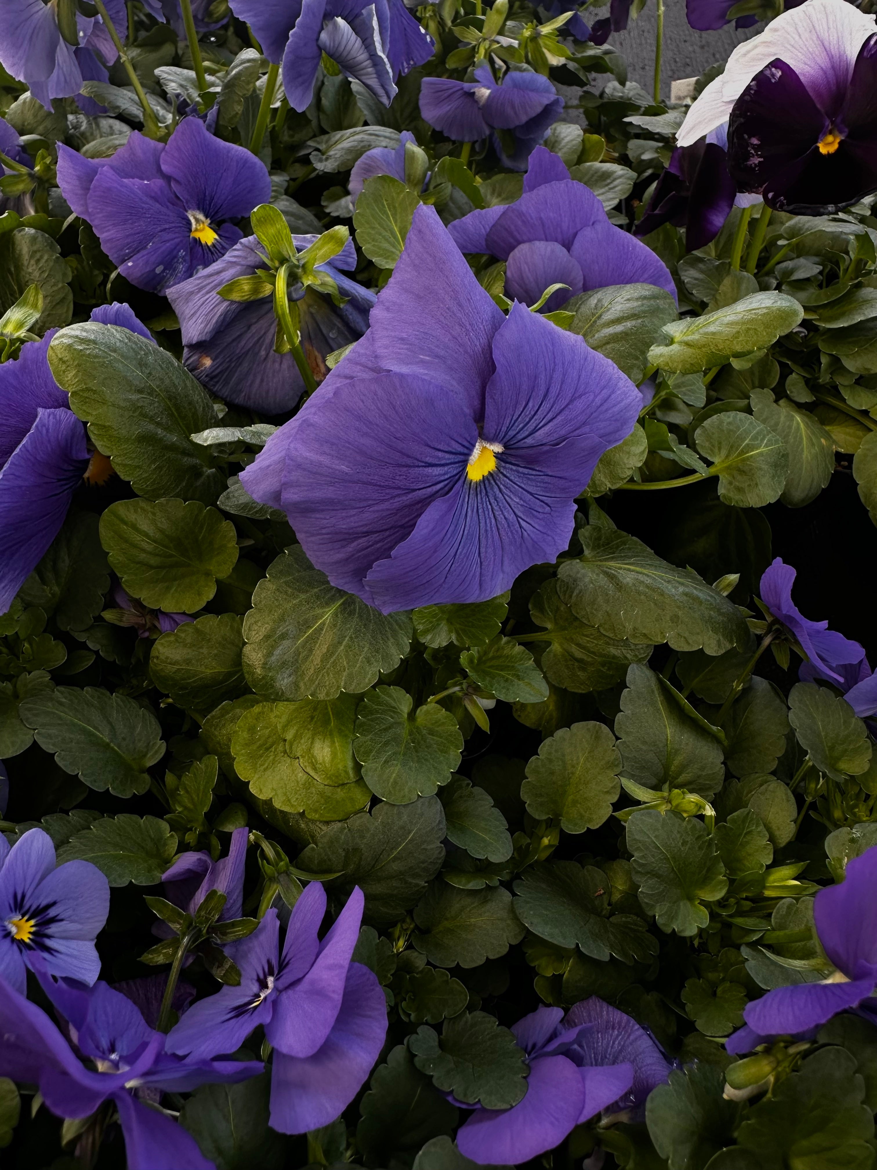 True Blue Pansy Seeds