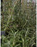 Rosemary Kit