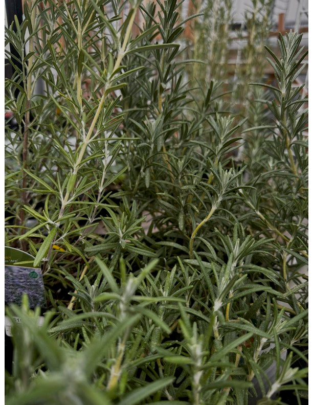 Rosemary Kit