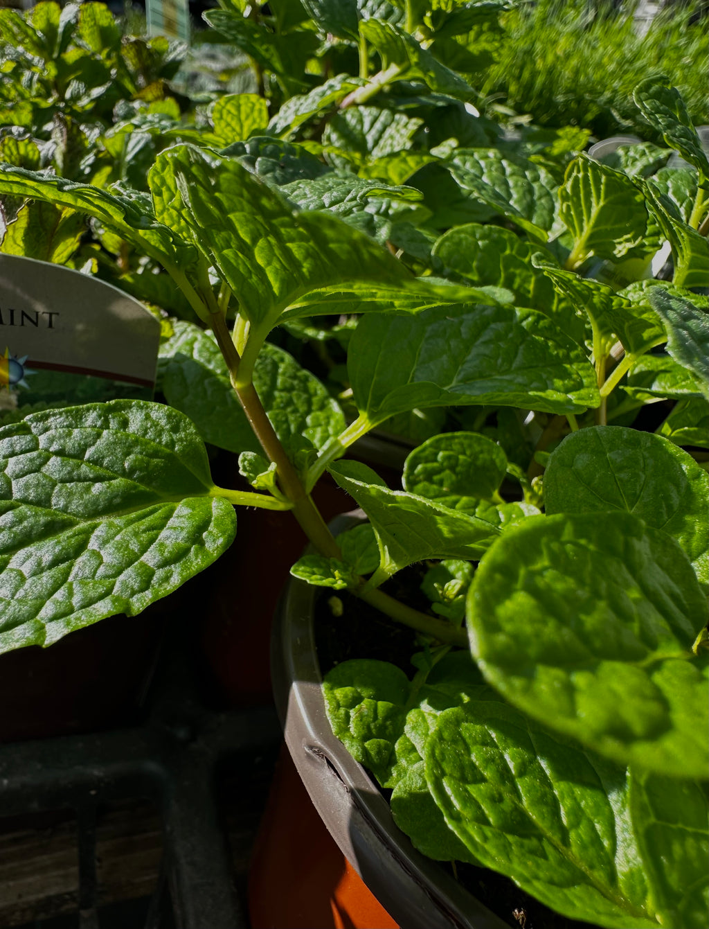 Spearmint Kit