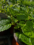 Spearmint Kit