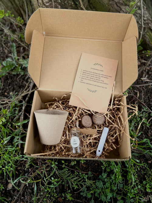 Candytuft Kit