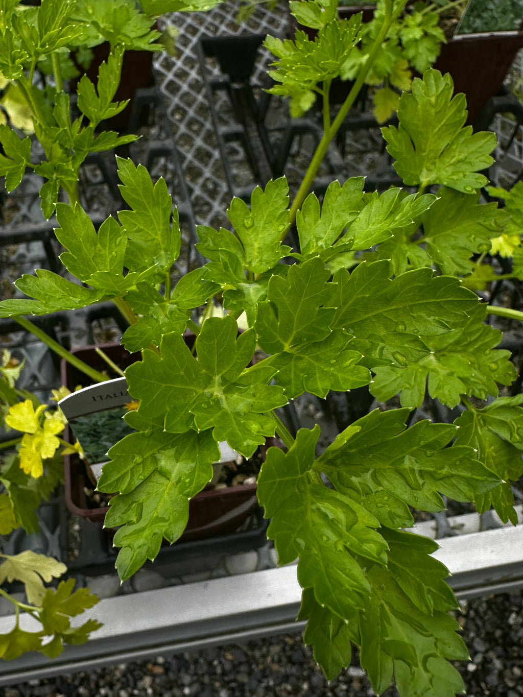 Parsley Kit