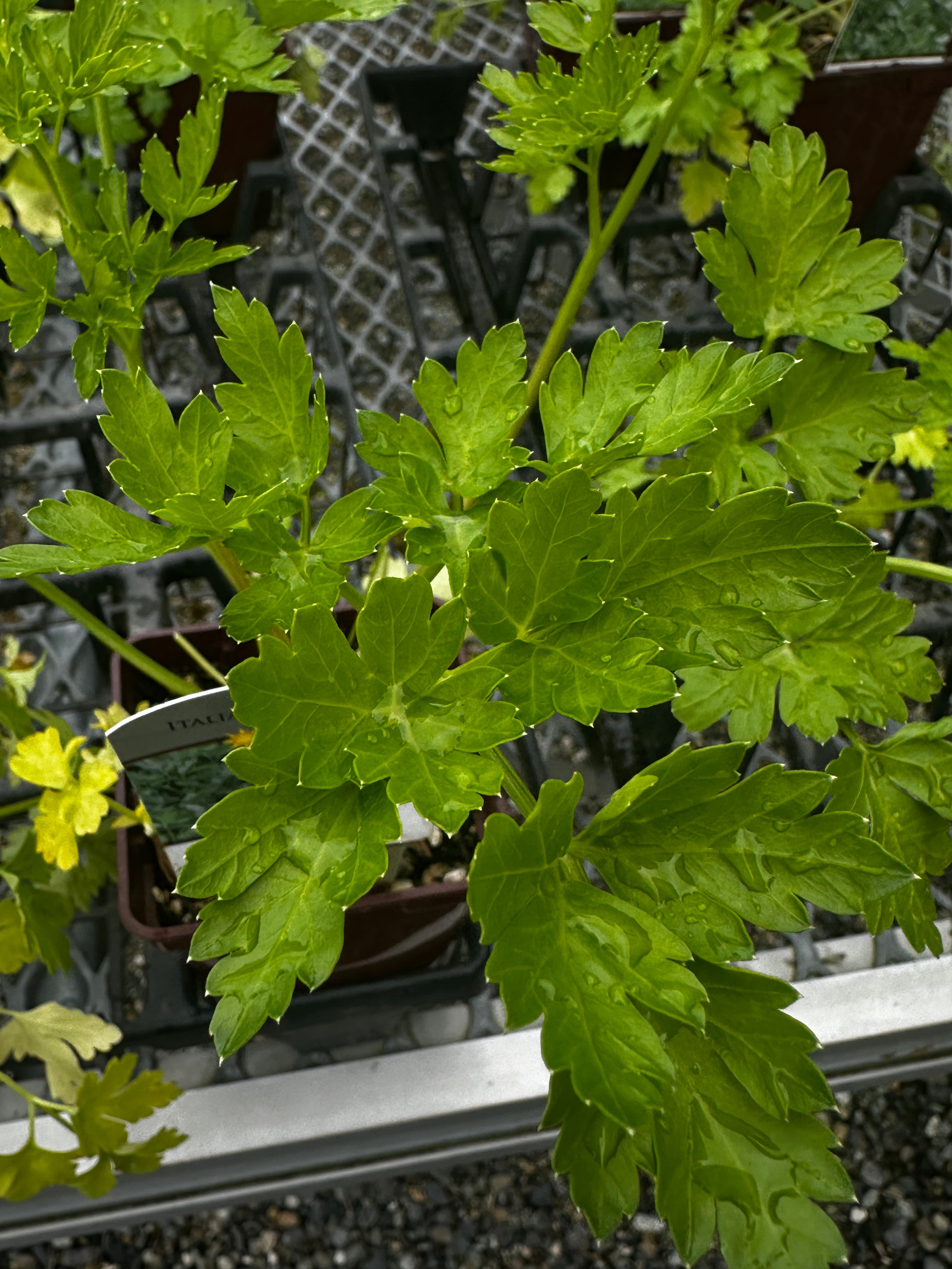 Parsley Kit