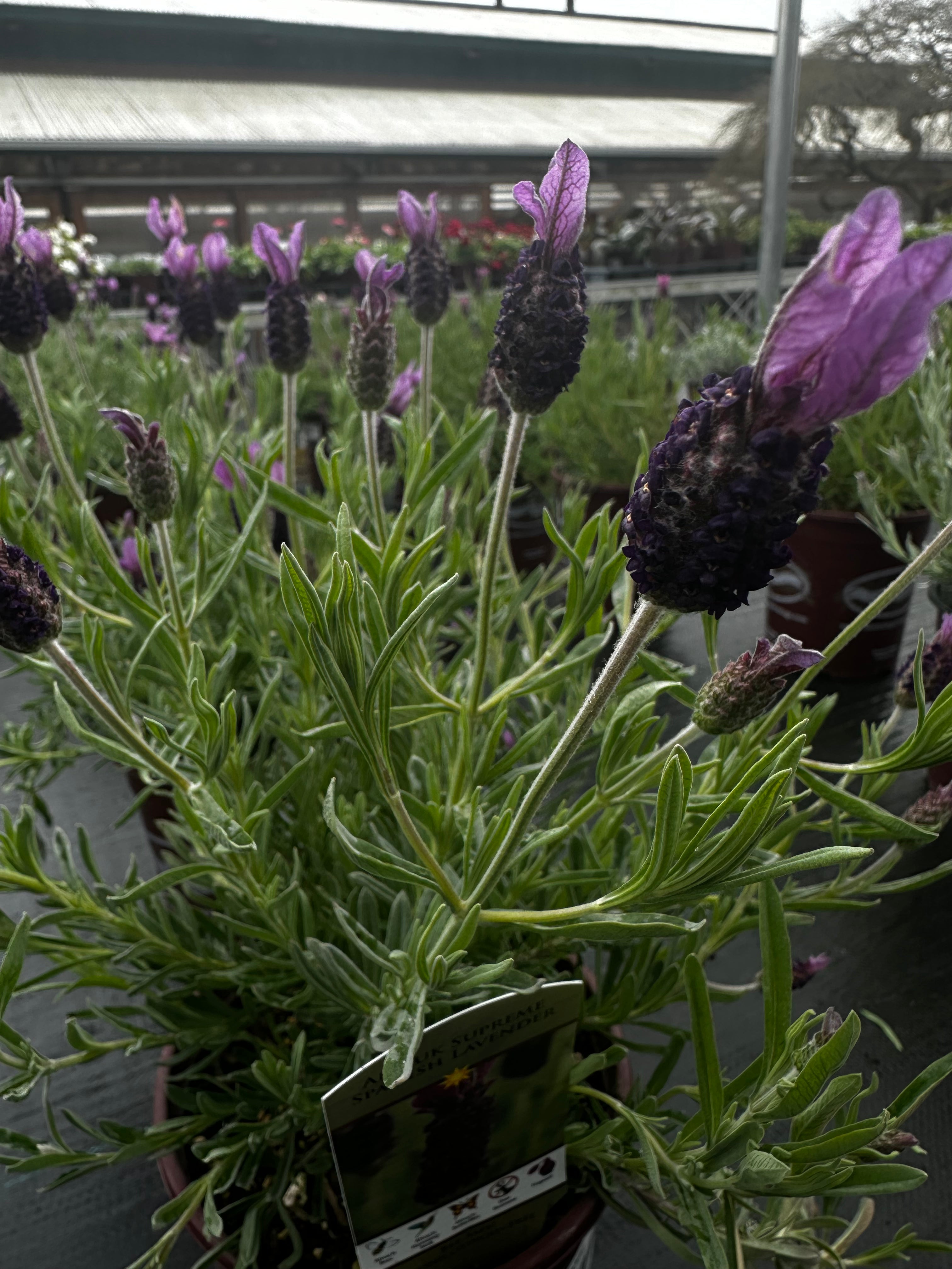 Lavender Seed